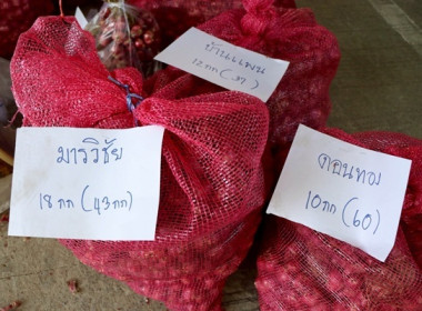 มอบหอมแดงปึ๋งและหอมแดงมัดจุกจากจังหวัดศรีสะเกษ ... พารามิเตอร์รูปภาพ 7