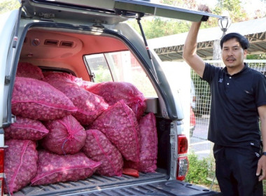 มอบหอมแดงปึ๋งและหอมแดงมัดจุกจากจังหวัดศรีสะเกษ ... พารามิเตอร์รูปภาพ 8