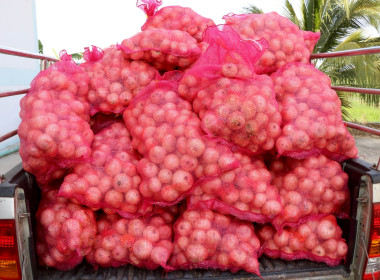 รับมอบหอมหัวใหญ่จากจังหวัดเชียงใหม่ ... พารามิเตอร์รูปภาพ 9