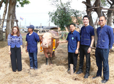 ร่วมกิจกรรมวันอนุรักษ์ควายไทย ประจำปี 2569 พารามิเตอร์รูปภาพ 5