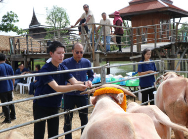 ร่วมกิจกรรมวันอนุรักษ์ควายไทย ประจำปี 2569 พารามิเตอร์รูปภาพ 4