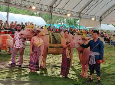 ร่วมเปิดงาน Thailand Buffalo Heritage ควายไทย มรดกไทย พารามิเตอร์รูปภาพ 5