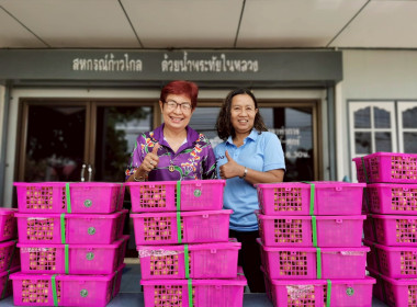 ร่วมกระจายลําไยคุณภาพเกรด AA+A จากสหกรณ์การเกษตรประตูป่า ... พารามิเตอร์รูปภาพ 3